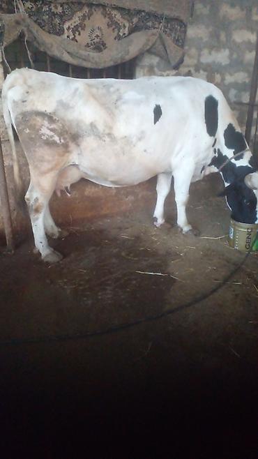 lalafo goyercin satisi: 6inəkdi.hazırda4ü sağılır 60.65l süd olur.20l dən yuxarı seşmə — 5