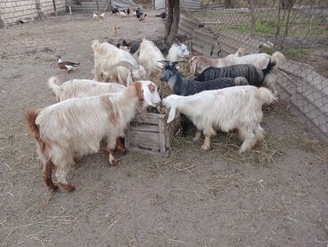 simmental ineklerin satisi: 11 baş keçidir 1 baş damazlıq 15 aylıq təkə hələbdən gəlmə 5 baş