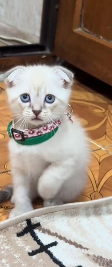 Pişiklər: Şotland yastı qulaq, Erkək, Dişi, Yaxşı əllərə, Ünvandan götürmə, Pulsuz çatdırılma, Ödənişli çatdırılma — 151