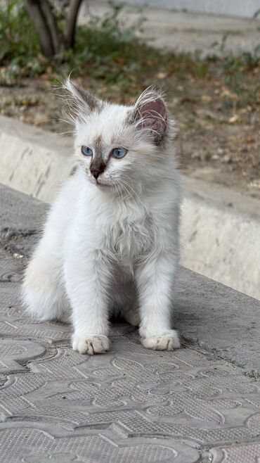 куплю переноску для кота: Кошка даром: Беспородная, Девочка