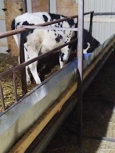 Коровы, быки: Продаю | Музоо, торпок | На откорм — 7