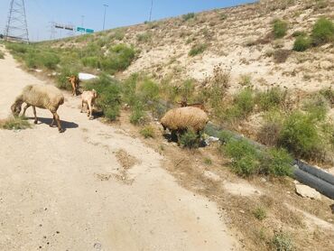 Digər kənd təsərrüfatı heyvanları: Cəmisi 16 sani keçisidir onlardan 6 tısı erkek 10 dişi hal hazırda — 19