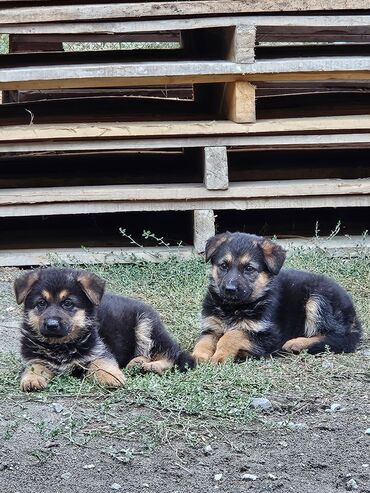 coban iti sekilleri: Alman çoban iti, 2 ay, Dişi, Ünvandan götürmə