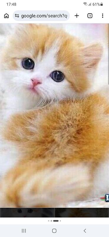 samoyed satılır: Yaxşı əllərə — 1