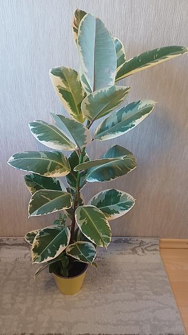 Фикус эластика вариегатный (Ficus elastica Tineke). - Высота растения