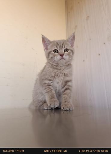 Pişiklər: Britan — 13