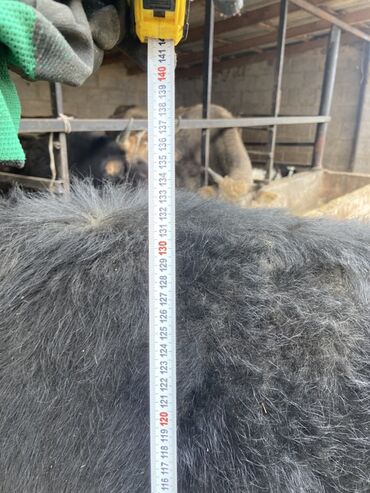 Коровы, быки: Продаю | Корова (самка) | Для разведения | Привязанные — 8