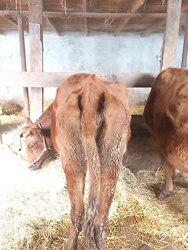 Inəklər, öküzlər: Dişi, il: 1, 100 kq, Südlük — 10