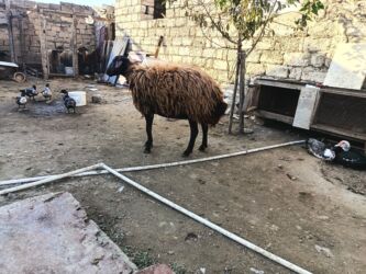 İtlər: 2 qarin dovub 3 cunu bogazdir esil damazliqdir pul lazimdir satiram