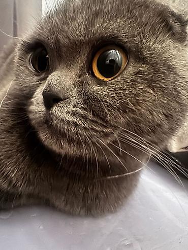 Продажа кошек: Шотландская вислоухая кошка (Scottish Fold), окрас голубой. Вместе — 2