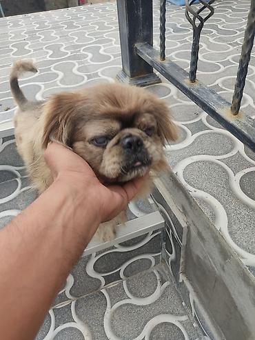 mingecevir it: Pekines, Erkək — 4