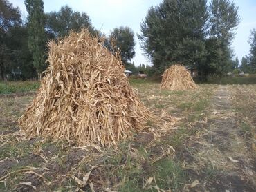 беде урук баасы бишкек: Кукурузные стебли (кукурузная ботва) в снопах - Высушенные стебли