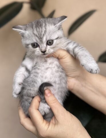 Pişiklər: Şotland — 30