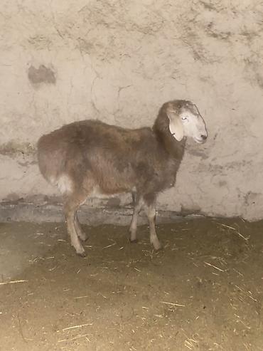 Баран, овца: Продаю | Ягненок | Для разведения | Племенные — 9