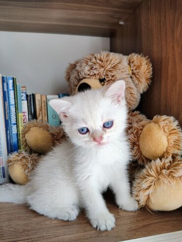 Pişiklər: Britan -da lalafo.az — 3 Pişiklər: Britan — 3