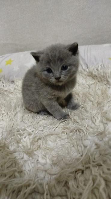 кошка шотландская цена: ГОТОВЯТЬСЯ К ПРОДАЖЕ! Шотландские котята (1 месяц) - Породы — 5