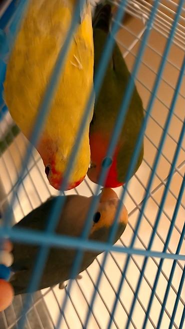 Tutuquşları: Korella əl quşu bala hazir cut kime hansi lazimdisa var sarilar 45-50 — 24