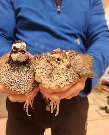 купить корм для перепелов несушек: Продам виргинских куропаток