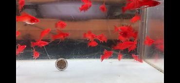 akvarium satışı: Orta ölçü Qılıncquyruqlar topdan satılır. Minimal alış sayı 10 — 2