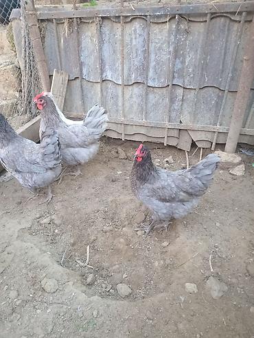 cücə və xoruz: Toyuq, Yumurtalıq — 6