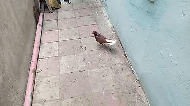 turac quşu qiyməti: Ağ quyruğ qızğın erkeydi ünvan Biləcəri — 2