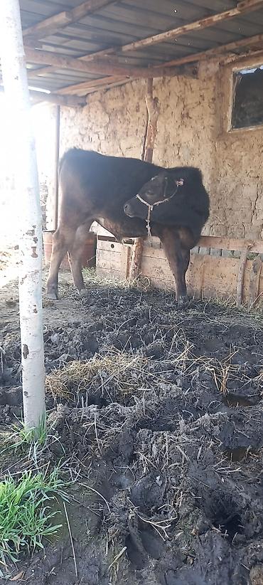Коровы, быки: Продаю | Бык (самец) | Швицкая | На откорм — 6