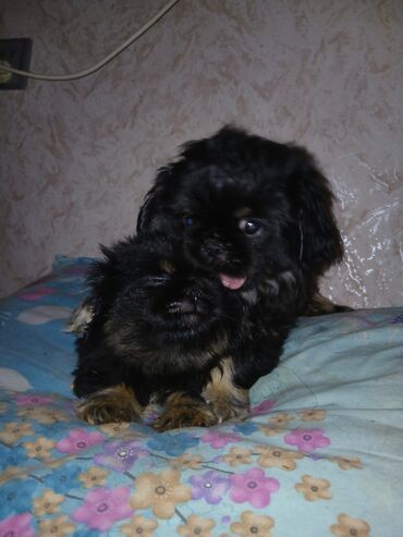 İtlər: Pekines, 2 ay, Erkek — 2