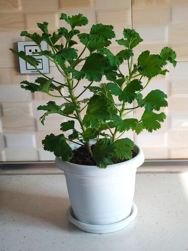 Otaq bitkiləri: Qazonlarınızı və bağlarınızı bəzəmək üçün uygundur. Gözəl görünüşü ilə -da lalafo.az — 11 Otaq bitkiləri: Qazonlarınızı və bağlarınızı bəzəmək üçün uygundur. Gözəl görünüşü ilə — 11