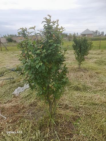 Tinglər: Meyvə ağacları – yerüstü köklü kollar - Növ: daş meyvə ailəsi — 14