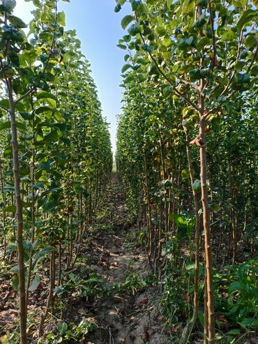 Tinglər: Her sor tinglermiz movcuddur yerli və xarici sortlar var sortlara — 6