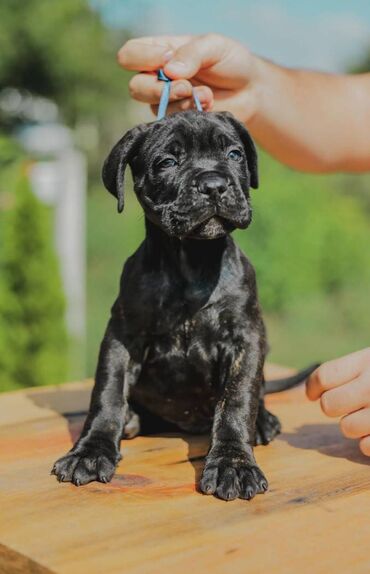 Psi: Postanite vlasnik jednog od naših vrhunskih Cane Corso štenaca — 21
