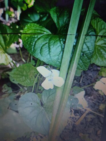 Садовые цветы и кустарники: Саженцы цветка: Платная доставка — 27