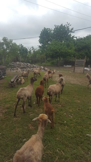 qadinlarda cinsi hevesi artiran dermanlar: 11 qoyun 1 dene qoç bir dene boyuk qozu hamisi bir yerde 2100 -e