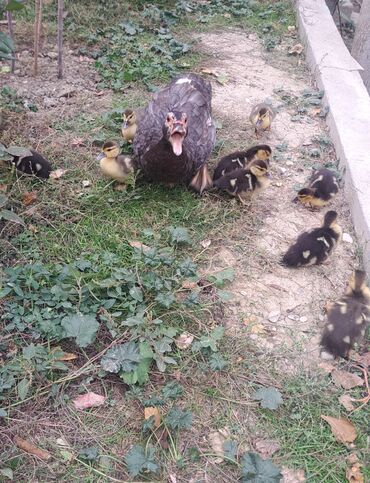 Ördəklər: Dişi, | Lal ördək, Macar, Damazlıq, Pulsuz çatdırılma — 2