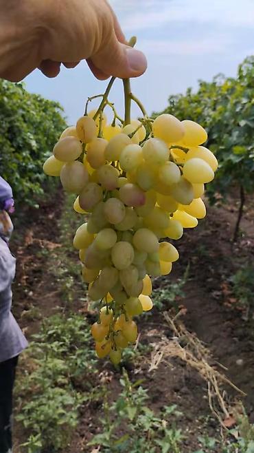 Tinglər: Meyvə və dekorativ ağac tingləri Təsvir: - Tərtər rayonu ərazisində — 6