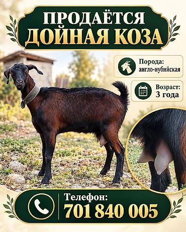 кой коз: Продаю | Коза (самка) | Для молока — 1