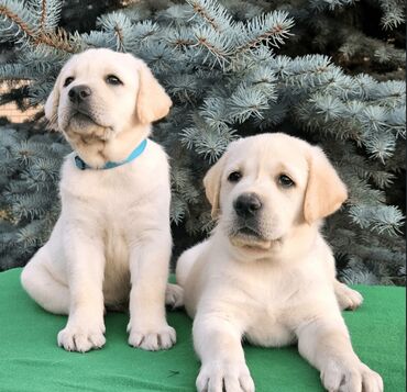 xasqi iti qiymeti: Labrador-retriver, 1 ay, Erkek, Peyvəndli, Ünvandan götürmə