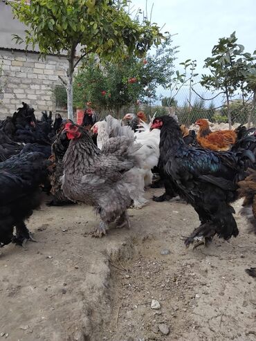 deve quşu: Təmiz qan bramalar.20-40 manata qədər mövcuddur.4-8 aya qədər var