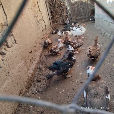 где купить инкубационное яйцо породистых кур: Продаю 
5 месяцев
800 сом