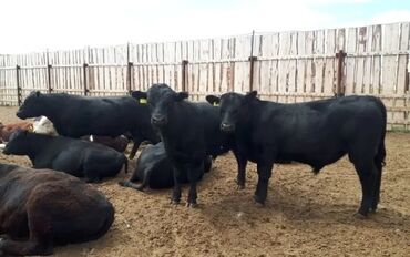 продаю музоо торпок корова самка бык самец айрширская ангус алатауская на забой для разведения на откорм племенные нетель привязанные: Сатам | Бука (эркек)
