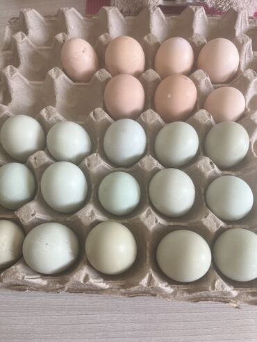 Птицы: Инкубационные яйца американо и лакизанди зелено-голубые