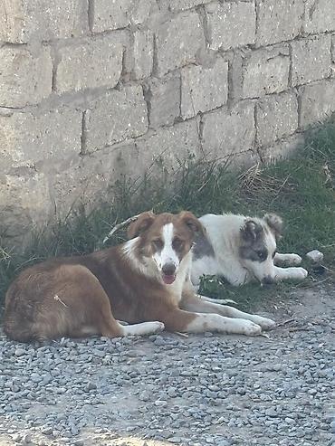 doyuş iti: Məhsul: Gənc itlər (2 baş) Bag evi olanlar ucun, dishi tula, aktiv — 9