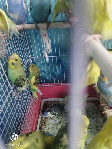 Tutuquşları: Papuqaylar 9azn Papuqay qəfəsləri 9azn Təzə qəfəslərdi 9-azn -da lalafo.az — 15 Tutuquşları: Papuqaylar 9azn Papuqay qəfəsləri 9azn Təzə qəfəslərdi 9-azn — 15