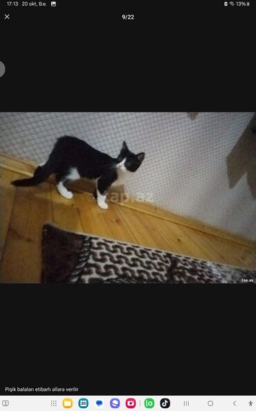 Pişiklər: Yaxşı əllərə — 13