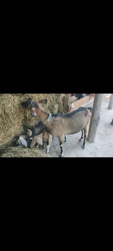 где можно купить перепелов: Продаю | Коза (самка), Козёл (самец), Козлёнок | Нубийская | Для разведения, Для молока | Племенные, Котные, Осеменитель