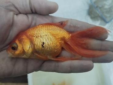 Balıqlar: Salam hazir bala veren iri olculu,papaqli arandalar satilir. Olcusu 15 — 4