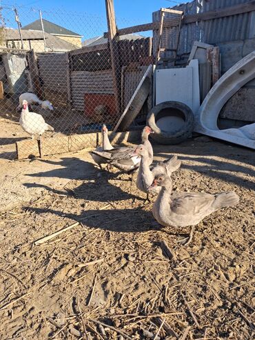 cins ineklerin satisi 2019: Salam temuz cins lavadalardi 3 disi 1 erkek cavan heyvanlardi xoruz 50