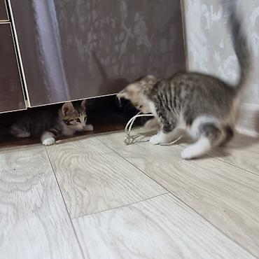 котята норвежской лесной кошки: Котята, полосатики и тигровые — домашние малыши - Порода: беспородные — 1