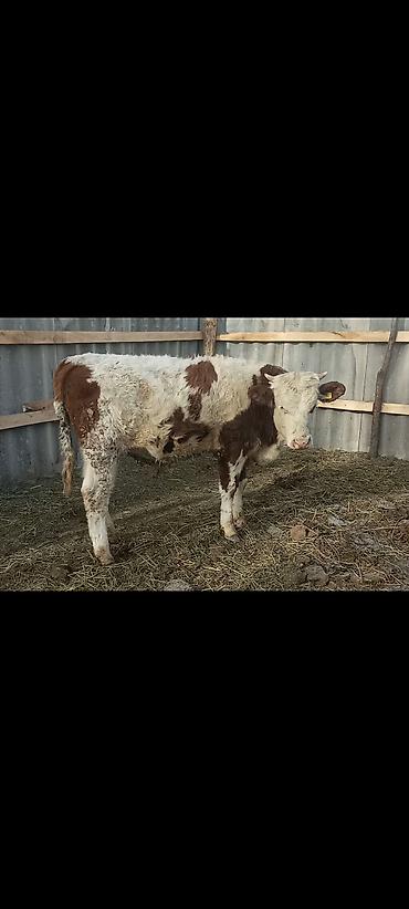 Коровы, быки: Продаю | Бык (самец) | Монбельярд | На откорм | Привязанные — 6