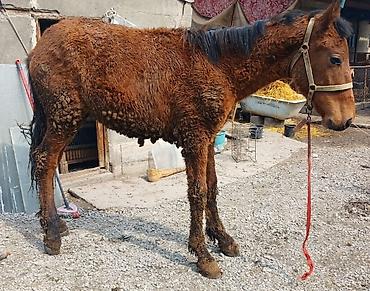 Лошади, кони: Продаю | Кобыла (самка) | Рабочий — 3